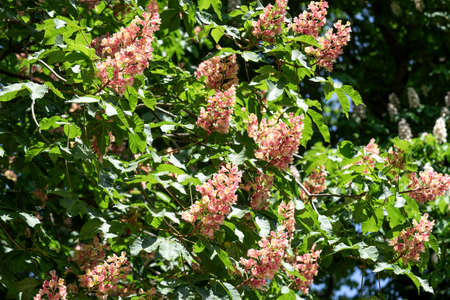 Chestnut flowers on tree in springtime. Aesculus hippocastanum blossom of horse-chestnut treeの写真素材