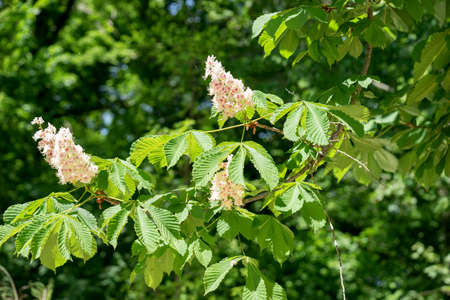 Chestnut flowers on tree in springtime. Aesculus hippocastanum blossom of horse-chestnut treeの写真素材