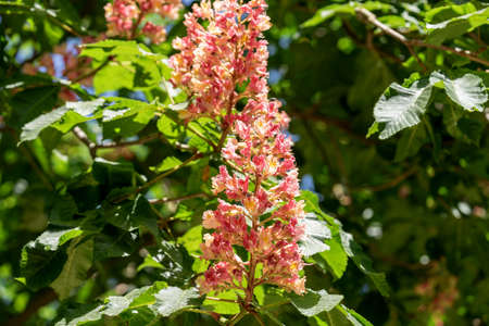 Chestnut flowers on tree in springtime. Aesculus hippocastanum blossom of horse-chestnut treeの写真素材