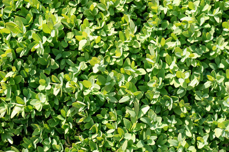 Leaves of boxwood evergreen (Buxus sempervirens). Natural green backgroundの写真素材