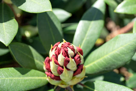 Rhododendron bud in spring timeの写真素材