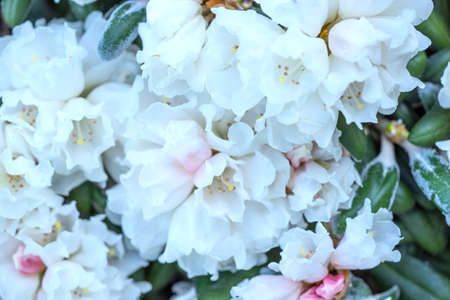 White rhododendron bush in the park. Closeupの写真素材