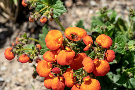 Orange yellow slipper flower in the garden. Closeupの写真素材