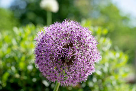 Allium (Allium giganteum) in full flower. Closeupの写真素材