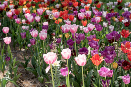 Tulips with different types and colors in the parkの写真素材