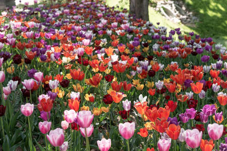 Tulips with different types and colors in the parkの写真素材