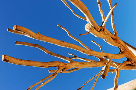 Bare branches against a blue skyの写真素材