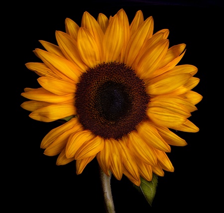 Close up of yellow sunflower on black backgroundの写真素材