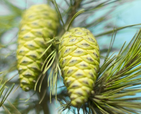 Green and yellow pine cones on branchの写真素材