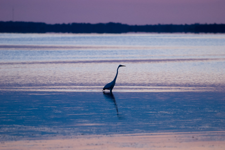 Egret in sound at sunset near Currituck, Outer Banks, North Carolinaの写真素材