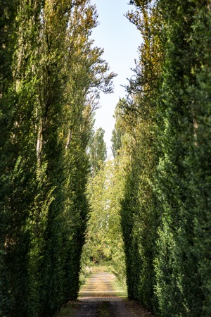 COUNTY OFFALY, IRELAND - AUGUST 23, 2017: Birr Castle Gardens in County Offaly, Irelandのeditorial素材