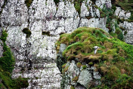 Cliffs and Harbor in Dingle, County Kerry, Irelandの写真素材