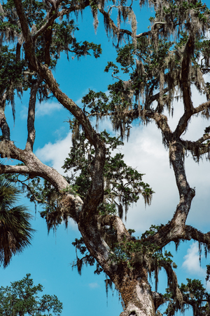 Live Oak with Spanish Moss tree in Bonaventure Cemetery Savannah Georgiaの写真素材