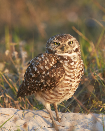 Burrowing Owl Cross Eyedの写真素材