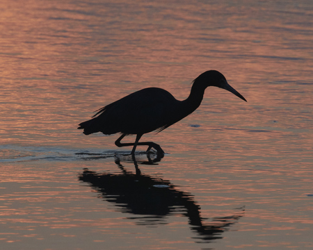 Silhouette of Wading Egret at Sunrise with Reflectionの写真素材