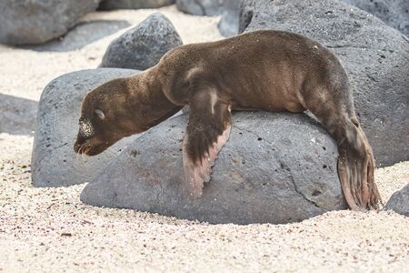 Baby Sea Lion on Beach with Rockの写真素材