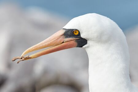 Nazca Booby Bird with Stick in Beakの写真素材