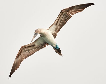 Blue Footed Booby Flying Against Skyの写真素材
