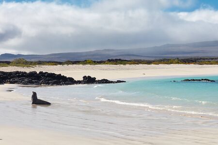 Sea Lion on Beach with Wavesの写真素材