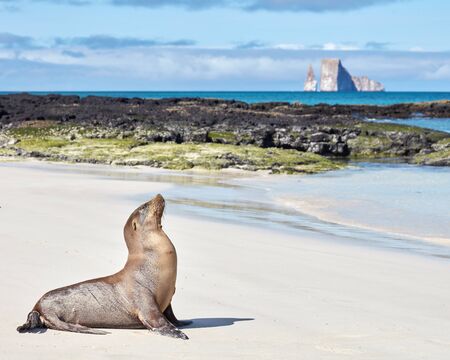 Sea Lion with Kicker Rock in Backgroundの写真素材