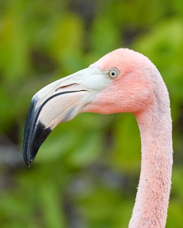 Head of Galapagos Flamingo against Treesの写真素材