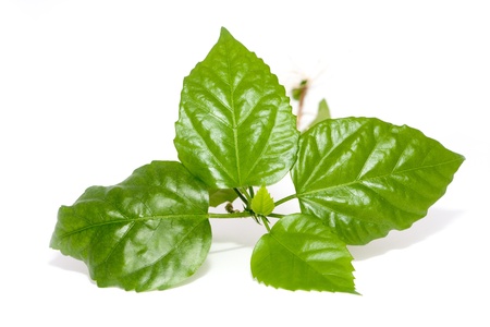 green plantsの写真素材