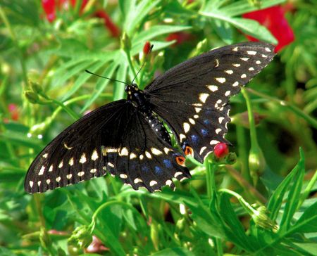 Female Black Swallowtail butterfly on Cardinal climber vineの写真素材
