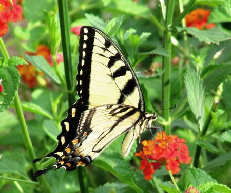 Eastern Tiger Swallowtail butterfly on Lantana Camaraの写真素材