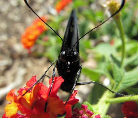 Frontal view of a Black Swallowtail butterfly on Lantana camaraの写真素材