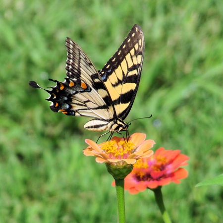 Eastern Tiger Swallowtail Nectaring from Zinniaの写真素材
