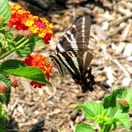 Zebra Swallowtail butterfly nectaring from Lantana camaraの写真素材