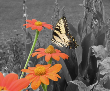 Tiger Swallowtail butterfly with color on grayscaleの写真素材