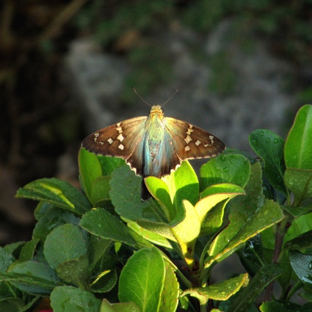 Long Tailed Skipper butterfly resting in sunshineの写真素材