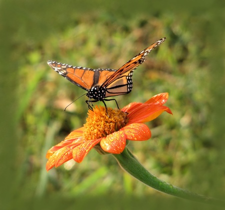 Monarch Butterfly sipping nectar from Tithoniaの写真素材