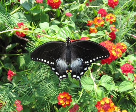 Male Spicebush Swallowtail on Lantanaの写真素材