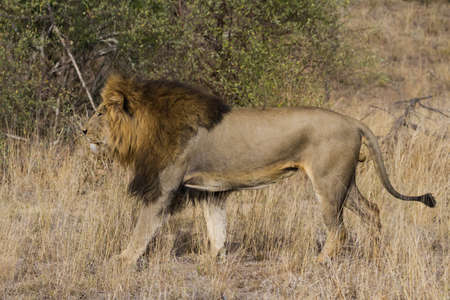 Large adult male lion (Panthera leo) closeup with a gorgeous mane walking in the grass in Kruger...