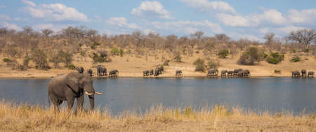 Panoramic landscape view of african elephants (Loxodanta africana) family herd drinking at a waterhole dam in Kruger National Park, South Africaの写真素材