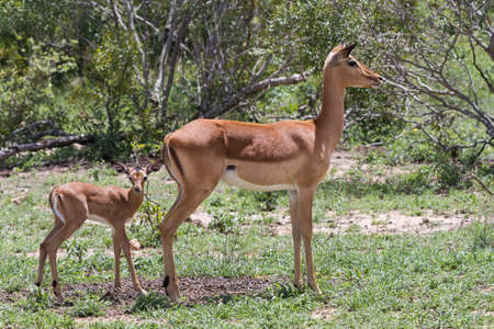 Cute newborn baby impala (Aepyceros melampus) guarded by its nervous mother in Kruger National Park, South Africaの写真素材