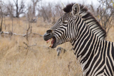 Zebra head portrait closeup with mouth open showing rotten teeth with bokeh background in Kruger National Park, South Africaの写真素材
