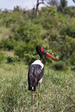 Saddle-billed stork, or saddlebill (Ephippiorhynchus senegalensis) standing in tall grass in Kruger National Park, South Africa with bokeh backgroundの写真素材