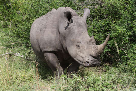 Closeup head portrait of an endangered southern white rhinoceros (Ceratotherium simum simum) in Kruger National Park, South Africaの写真素材