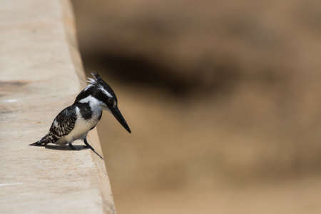 Pied kingfisher (Ceryle rudis) female perched on a bridge looking down in Kruger National Park, South Africa with bokeh backgroundの写真素材