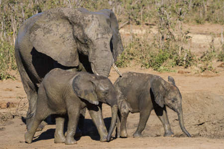 Closeup of elephant family (Loxodanta africana) including two adorable babies in Kruger National...