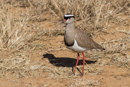 Crowned Lapwing (Vanellus coronatus) closeup standing in dry grass in South Africa with bokeh backgroundの写真素材