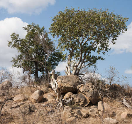 Large-leaved Rock Fig tree (Ficus abutilifolia) in Kruger National Park, South Africaの写真素材