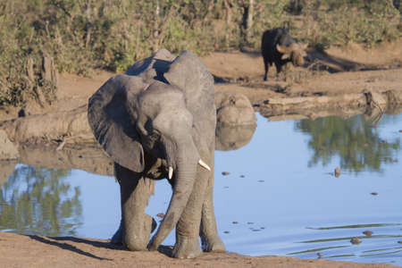 Elephant (Loxodonta africana) climbing out of a waterhole in Kruger National Park, South Africaの写真素材