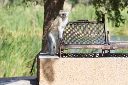 Funny vervet monkey (Chlorocebus pygerythrus) standing at a braai (bbq) ready to assist visitors at...