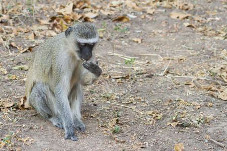 Vervet monkey (Chlorocebus pygerythrus) sitting alone on the ground eating leaves in Mana Pools, Zimbabwe with bokehの写真素材