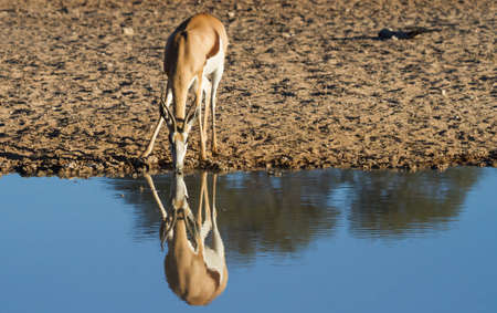 Springbok (Antidorcas marsupialis) drinking at a waterhole with his reflection in the Kalahari, South Africaの写真素材