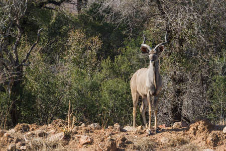 Male Greater Kudu (Tragelaphus strepsiceros) standing on a hill with trees in the background in South Africaの写真素材